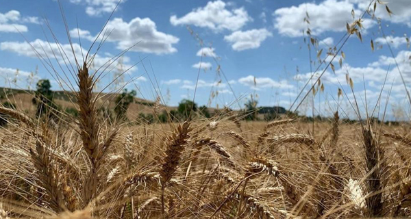 Gestione Aziendale - Bioagriambiente